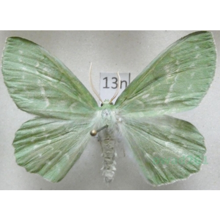 Geometra papilionaria (Linnaeus, 1758) Miernik zieleniak Poland13n